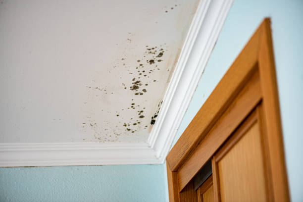 Best Local Mold Removal Service  in , KY